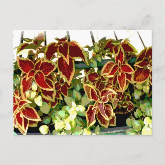Carte postale Plante Coleus (Devant)