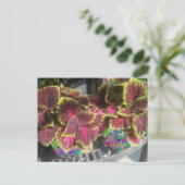 Carte Postale Plante Coleus (Debout devant)