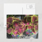 Carte Postale Plante Coleus (Devant / Derrière)