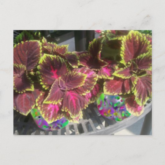Carte Postale Plante Coleus (Devant)