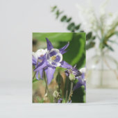 Carte postale Plante Columbine (Debout devant)