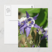 Carte postale Plante Columbine (Devant / Derrière)