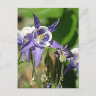 Carte postale Plante Columbine