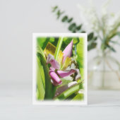 Carte Postale Plante de banane (Debout devant)