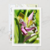 Carte Postale Plante de banane (Devant / Derrière)