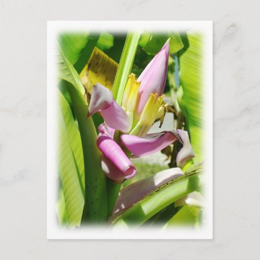 Carte Postale Plante de banane (Devant)