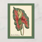 Carte Postale Plante de Caladium bicolore (Devant)