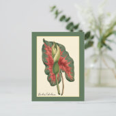 Carte Postale Plante de Caladium bicolore (Debout devant)
