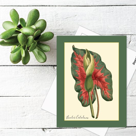 Carte Postale Plante de Caladium bicolore