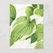 Carte Postale Plante de ficus 2 (Devant)