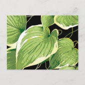 Carte Postale Plante de ficus 3 (Dos)