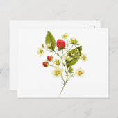 Carte Postale Plante de fraises à l'aquarelle élégante avec des  (Devant / Derrière)