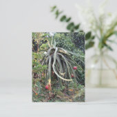 Carte Postale Plante de fruits dragon (Debout devant)