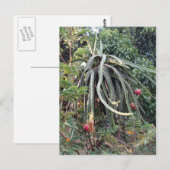 Carte Postale Plante de fruits dragon (Devant / Derrière)