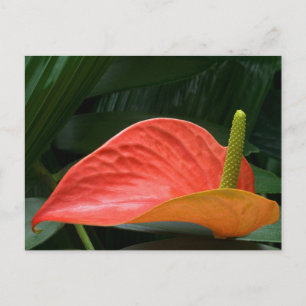 Carte Postale Plante de l'anthurium rouge contre le feuillage
