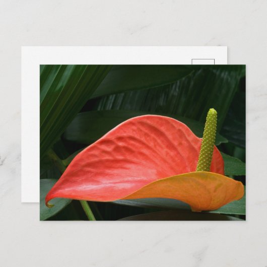 Carte Postale Plante de l'anthurium rouge contre le feuillage (Devant / Derrière)