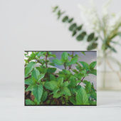 Carte Postale Plante de menthe herbacée (Debout devant)