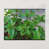 Carte Postale Plante de menthe herbacée (Devant)