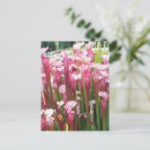 Carte Postale Plante de Pitcher rose ; fleurs roses (Debout devant)