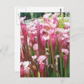 Carte Postale Plante de Pitcher rose ; fleurs roses (Devant / Derrière)