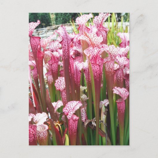 Carte Postale Plante de Pitcher rose ; fleurs roses (Devant)