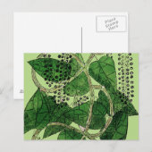 Carte Postale Plante de poivre noir, 1578 (Devant / Derrière)