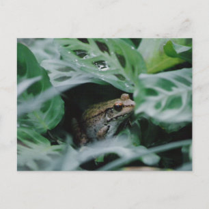 Carte Postale Plante de prière de grenouille de bronze