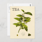 Carte Postale Plante de thé vintage (Devant / Derrière)