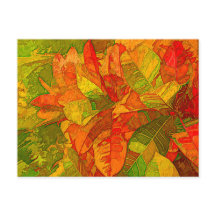 Plante de variétés de croton