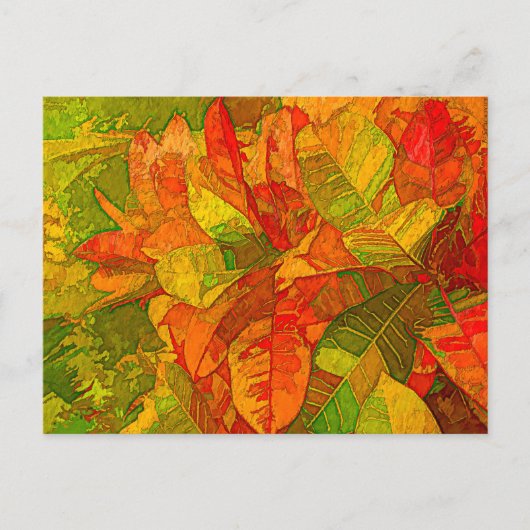 Carte Postale Plante de variétés de croton (Devant)