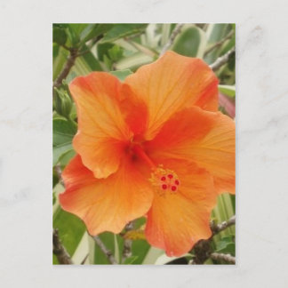 Carte Postale plante d'hibiscus hawaïen orange
