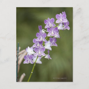 Carte Postale Plante d'orchidées en fleurs.