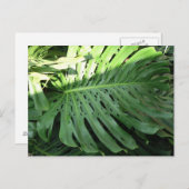 Carte postale Plante d'oreille d'éléphant hawaïen (Devant / Derrière)