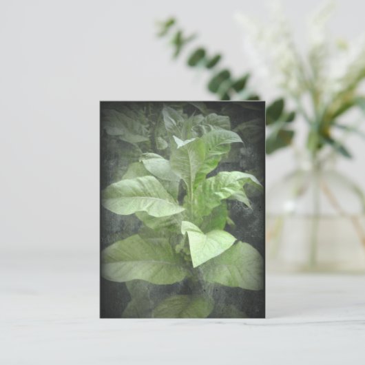 Carte postale Plante du tabac (Debout devant)