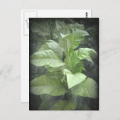 Carte postale Plante du tabac (Devant / Derrière)