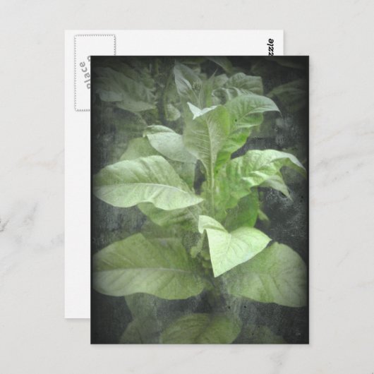 Carte postale Plante du tabac (Devant / Derrière)