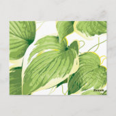 Carte Postale Plante Ficus 2 (Dos)