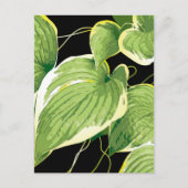 Carte Postale Plante Ficus 3 (Devant)