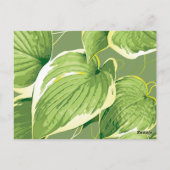 Carte Postale Plante Ficus 5 (Dos)