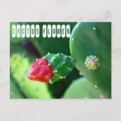 Carte Postale Plante Fleur de Cactus (Devant)