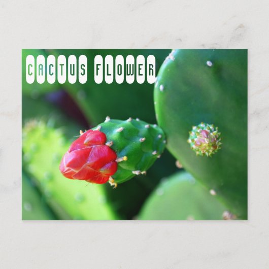 Carte Postale Plante Fleur de Cactus (Devant)