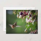 Carte Postale Plante Fleur Fleur De Colibri Et Fus (Devant / Derrière)