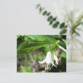 Carte Postale Plante forestier (Debout devant)