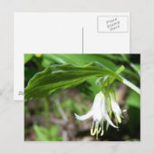 Carte Postale Plante forestier (Devant / Derrière)