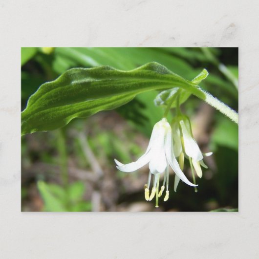 Carte Postale Plante forestier (Devant)