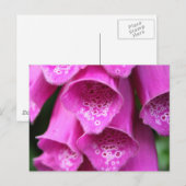 Carte postale Plante Foxglove (Devant / Derrière)