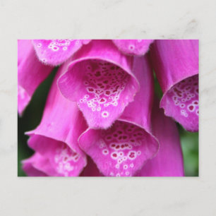 Carte postale Plante Foxglove