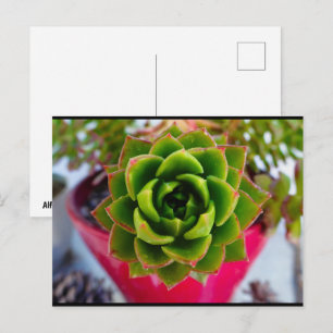Carte Postale Plante grasse Echeveria Lipstick