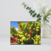 Carte Postale Plante grasse Jelly Bean (Debout devant)