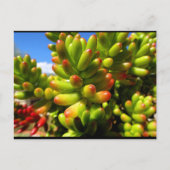 Carte Postale Plante grasse Jelly Bean (Devant)